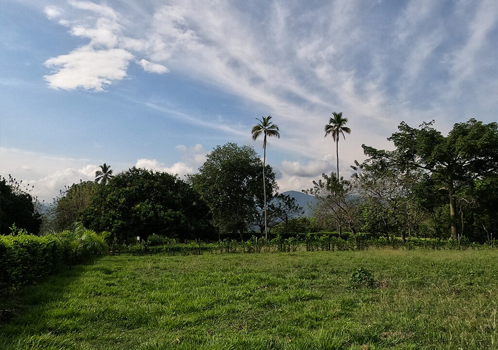 Molinos-del-palmar-1